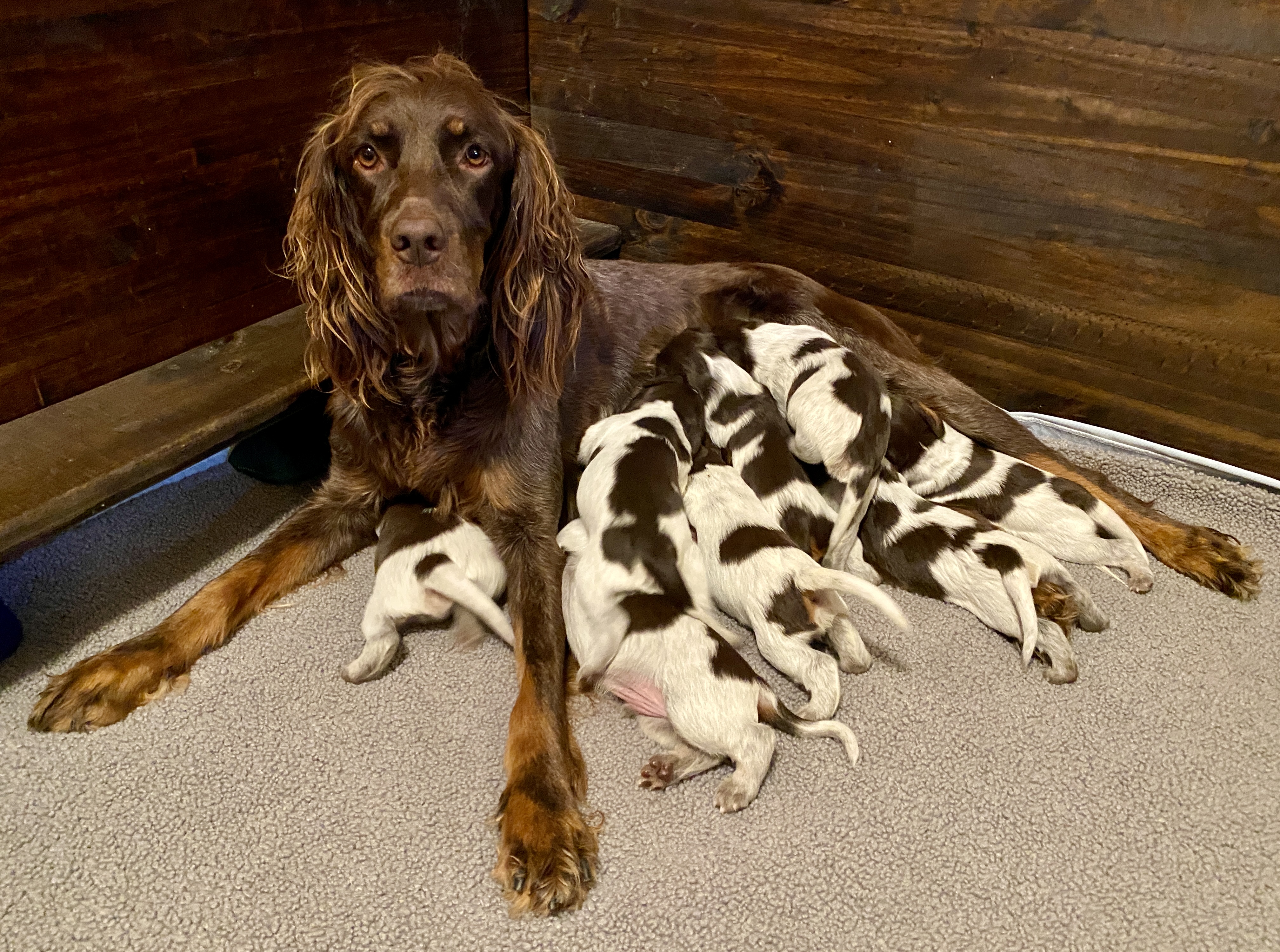 Building a Cast Iron Foundation – US Picardy Spaniel Alliance